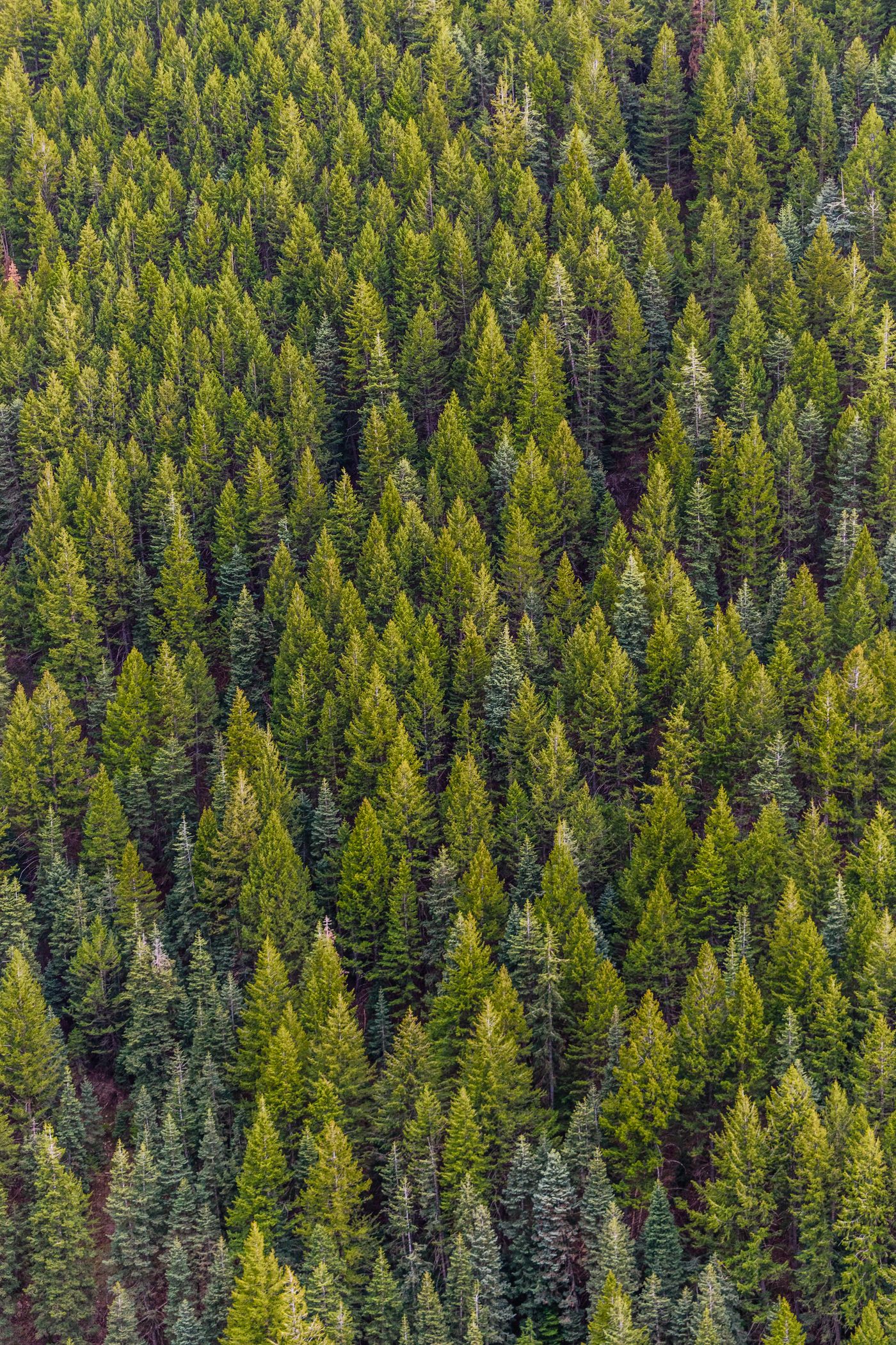 Forest canopy from above — illegal logging and wildlife loss still move faster than enforcement