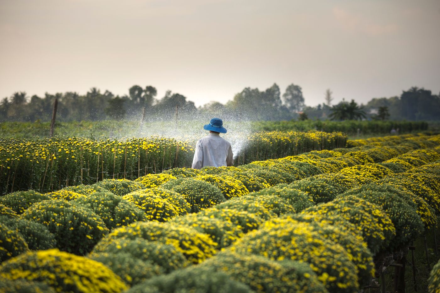 A farmer working rows of crops at scale — yield gaps still dominate smallholder systems